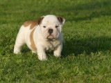 2 chiots femelles Bulldogs Anglais LOF disponibles