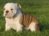 2 chiots femelles Bulldogs Anglais LOF disponibles