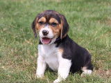 3 chiots Beagles LOF &agrave; vendre