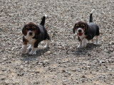 3 chiots Beagles LOF &agrave; vendre