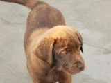 Chiots femelles Labradors chocolat disponibles