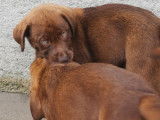 Chiots femelles Labradors chocolat disponibles