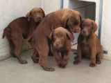 Chiots femelles Labradors chocolat disponibles