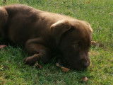 Chiots femelles Labradors chocolat disponibles
