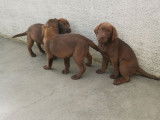 Chiots femelles Labradors chocolat disponibles
