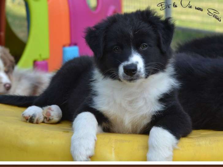 2 chiots femelles Bergers Australiens noir et blanc LOF à vendre