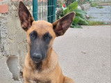 Chiot mâle Malinois LOF fauve masque noir disponible