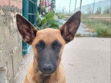 Chiot mâle Malinois LOF fauve masque noir disponible