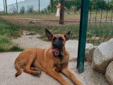 Chiot mâle Malinois LOF fauve masque noir disponible
