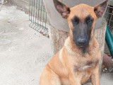 Chiot mâle Malinois LOF fauve masque noir disponible