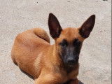 Chiot mâle Malinois LOF fauve masque noir disponible