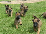 2 chiots m&acirc;les Malinois LOF fauve charbonn&eacute; &agrave; vendre