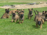 2 chiots m&acirc;les Malinois LOF fauve charbonn&eacute; &agrave; vendre