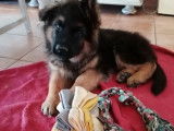 1 chiot mâle Berger Allemand LOF, à vendre