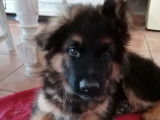 1 chiot mâle Berger Allemand LOF, à vendre