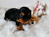 À réserver, 2 chiots Cavaliers King Charles LOF