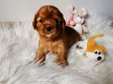 À réserver, 2 chiots Cavaliers King Charles LOF