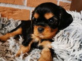 À réserver, 2 chiots Cavaliers King Charles LOF