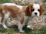 1 chiot mâle Cavalier King Charles LOF, à vendre