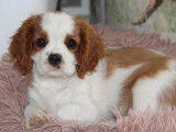 1 chiot mâle Cavalier King Charles LOF, à vendre
