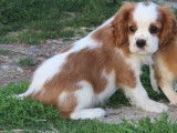 1 chiot mâle Cavalier King Charles LOF, à vendre