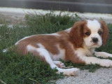 1 chiot mâle Cavalier King Charles LOF, à vendre