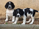 8 chiots English Springers Spaniels LOF à vendre