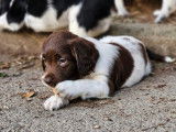 8 chiots English Springers Spaniels LOF à vendre