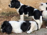 8 chiots English Springers Spaniels LOF à vendre