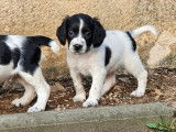 8 chiots English Springers Spaniels LOF à vendre