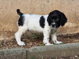 8 chiots English Springers Spaniels LOF à vendre