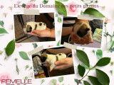 5 chiots Bouledogues Fran&ccedil;ais LOF &agrave; r&eacute;server