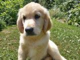 3 chiots mâles Goldens Retrievers LOF, disponible à la vente
