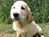 3 chiots mâles Goldens Retrievers LOF, disponible à la vente