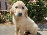 3 chiots mâles Goldens Retrievers LOF, disponible à la vente