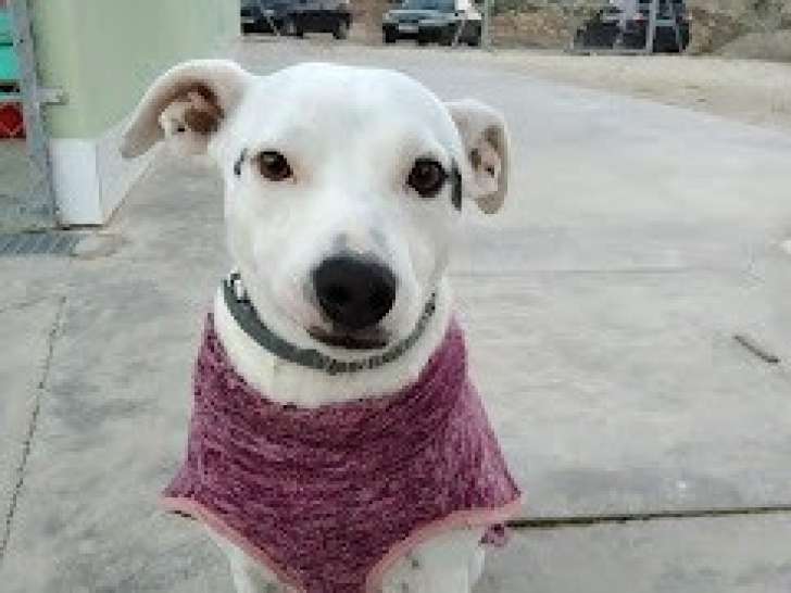 Chien de 2 ans à adopter