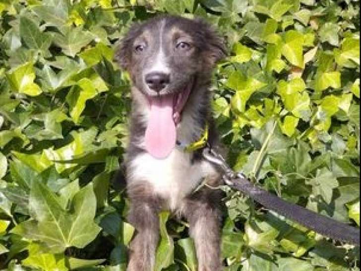 Chiot femelle de 7 mois à donner