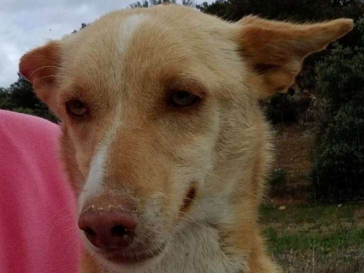 Chiot femelle Podenco de 6 mois à donner