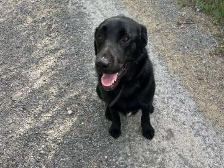 Chien de 2 ans à donner