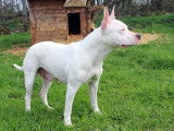 Chienne blanche de 3 ans à donner