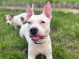 Chienne blanche de 3 ans à donner