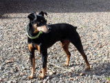 Chien Pinscher Nain de 8 ans à donner