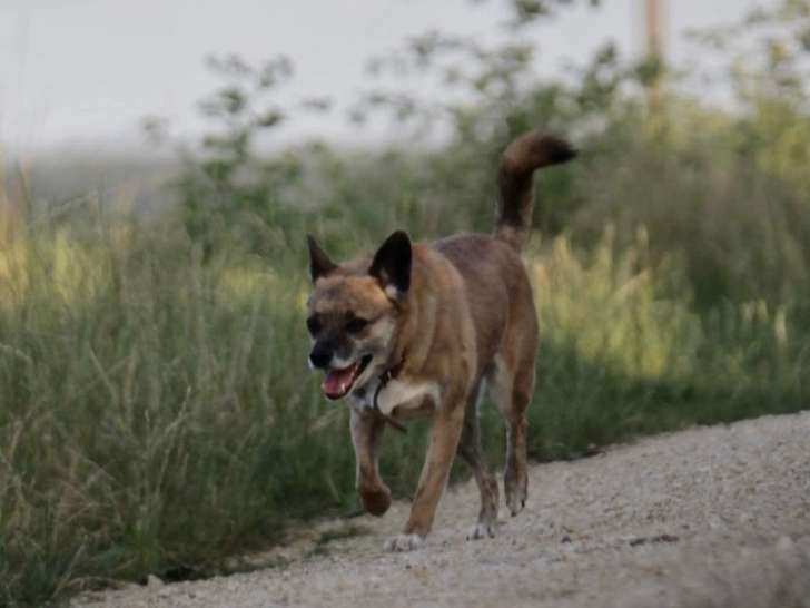 Chien de 5 ans à donner