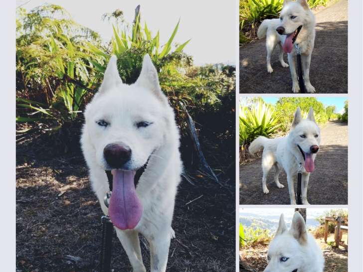 Mustang, adulte Huksy à adopter