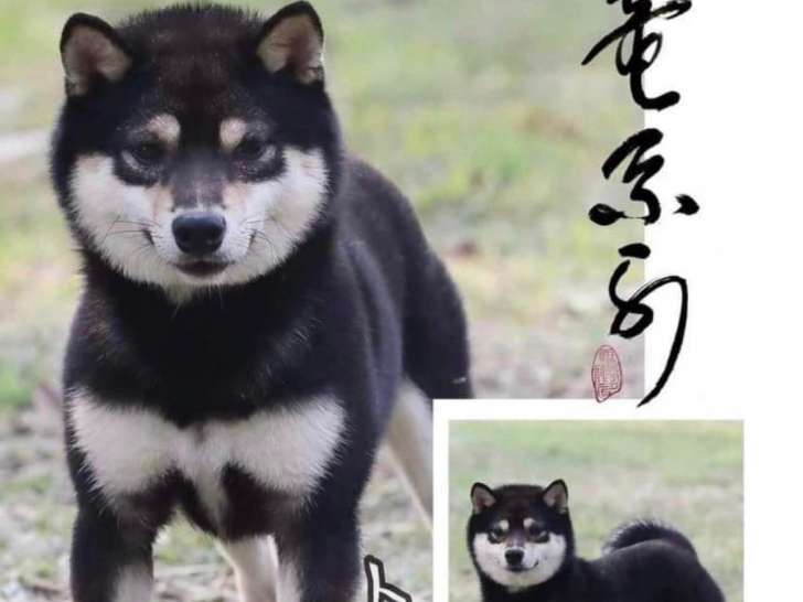 Chiots Shiba Inu miniatures - mame shiba très rare
