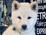 Chiots Shiba Inu miniatures - mame shiba très rare
