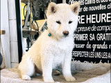 Chiots Shiba Inu miniatures - mame shiba très rare