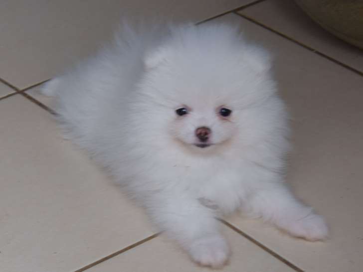 Chiots de race Spitz Allemand à vendre (2 femelles & 1 mâle)