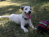 Male disponible