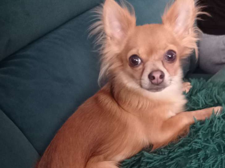 Mâle Chihuahua disponible pour saillie